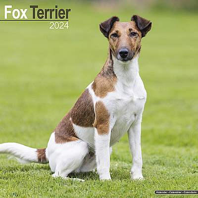 Fox Terrier Calendar 2024 (Square)